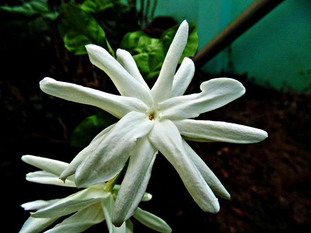 Star shaped Jasmine